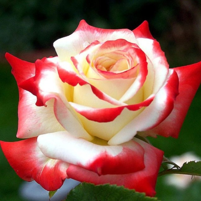 Роза Императрица Фарах Роза Императрица Фарах фото