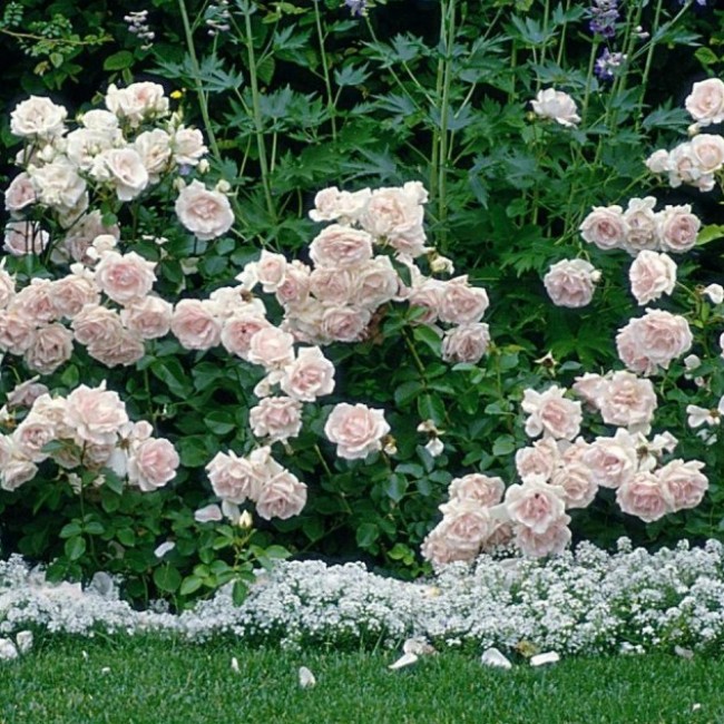 Роза Баллада Роза Баллада - Dolina-Sad.Ru