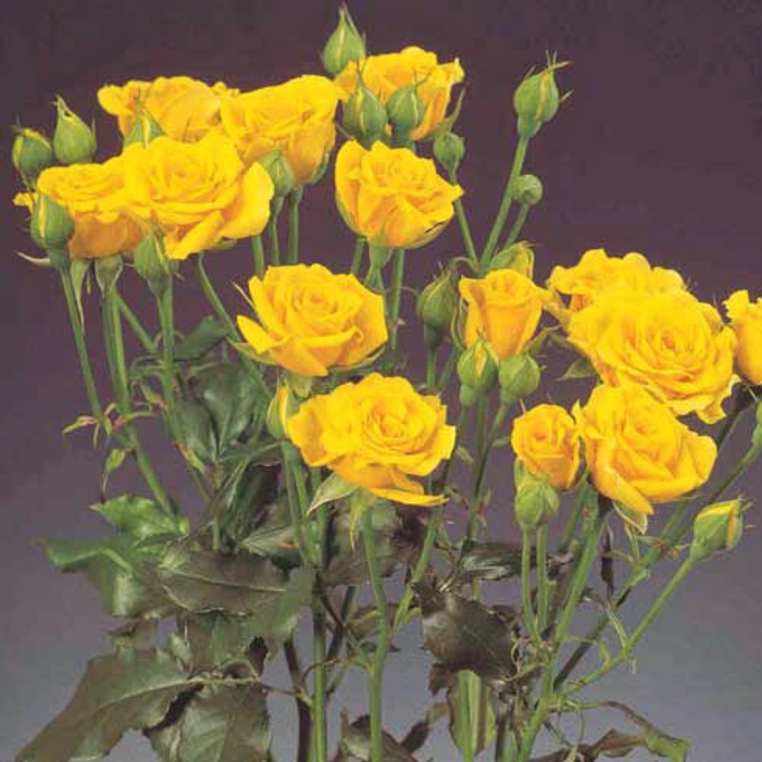 Роза Желтый Спрей Роза Желтый Спрей - Dolina-Sad.Ru