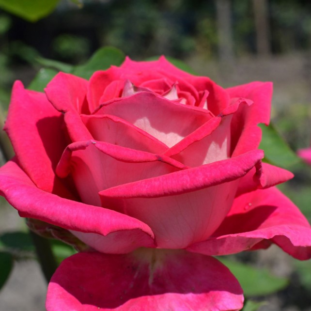 Роза Бабкина Роза Бабкина - Dolina-Sad.Ru