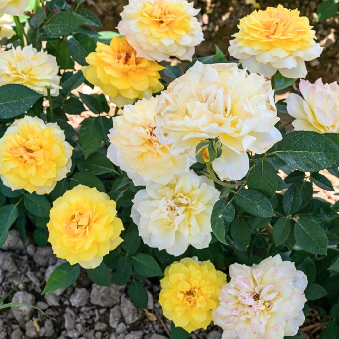 Роза Голд Топаз Роза Голд Топаз - Dolina-Sad.Ru