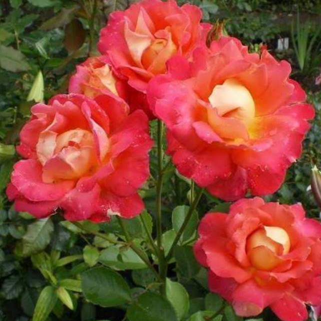 Роза Декор Арлекин Роза Декор Арлекин - Dolina-Sad.Ru