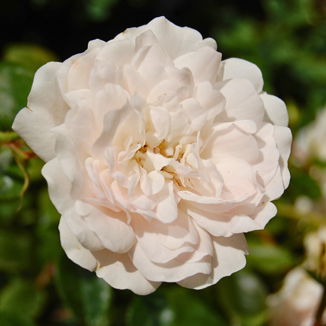 Роза Альба Роза Альба - Dolina-Sad.Ru