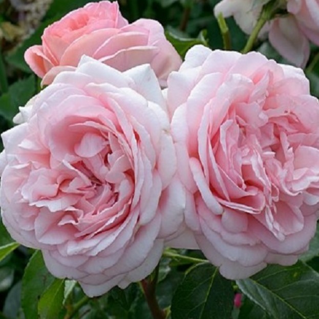 Роза Вояж Роза Вояж - Dolina-Sad.Ru