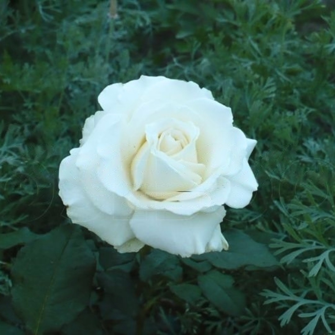 Роза Голливуд Роза Голливуд - Dolina-Sad.Ru