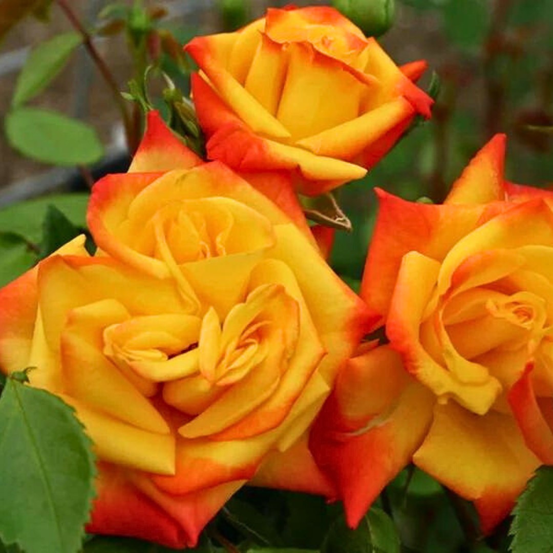 Роза Самба Роза Самба - Dolina-Sad.Ru