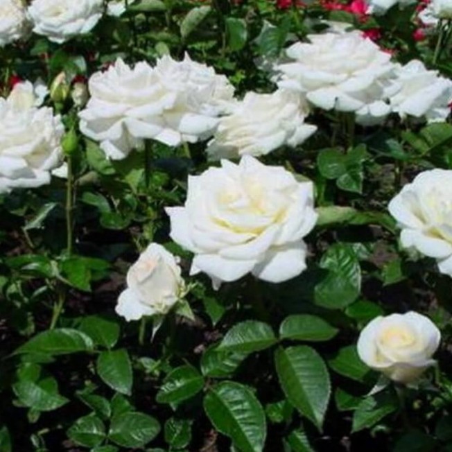 Роза Уайт Бер Роза Уайт Бер - Dolina-Sad.Ru