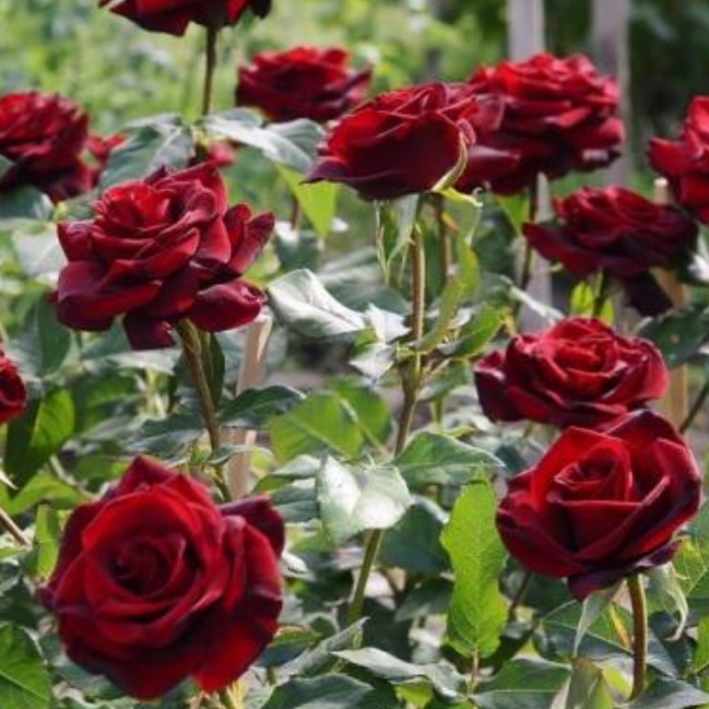 Роза Блэк Мэджик Роза Блэк Мэджик - Dolina-Sad.Ru