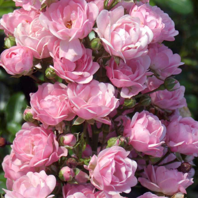 Роза Зе Фейри Роза Зе Фейри фото