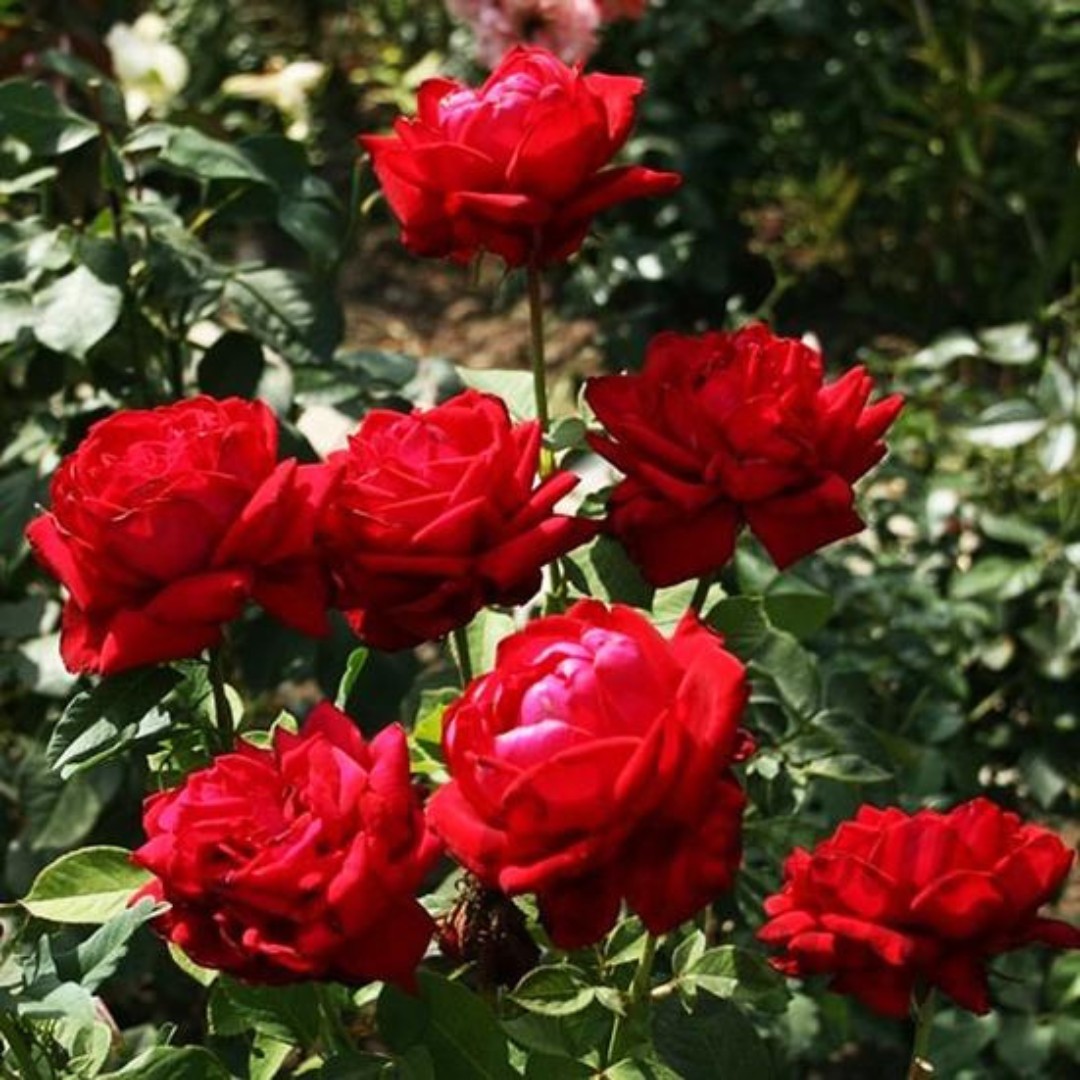 Роза Алматинка Роза Алматинка - Dolina-Sad.Ru