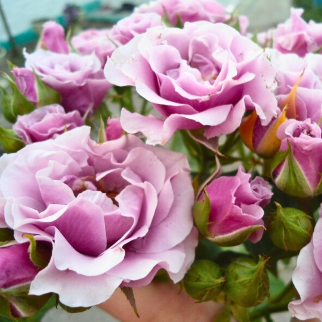 Роза Лиделаике Роза Лиделаике - Dolina-Sad.Ru