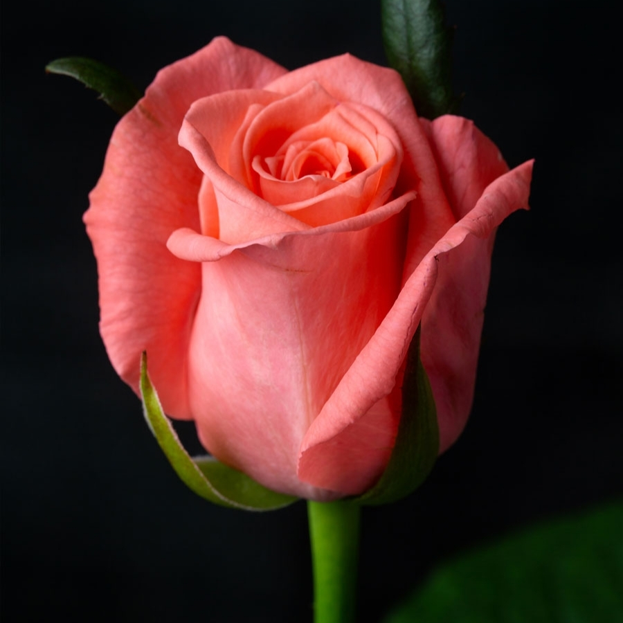 Роза Анна Каренина Роза Анна Каренина - Dolina-Sad.Ru