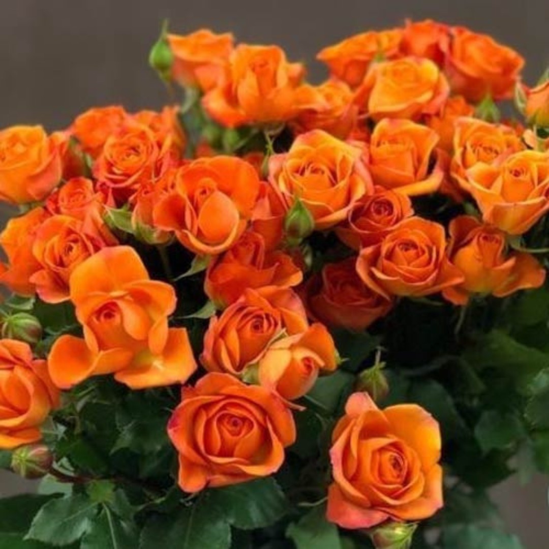 Роза Спрей Мандарин Роза Спрей Мандарин - Dolina-Sad.Ru