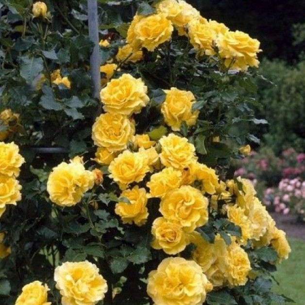 Роза Казино Роза Казино - Dolina-Sad.Ru