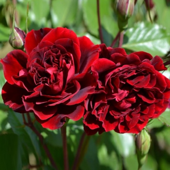 Роза Изабель Ренессанс Роза Изабель Ренессанс - Dolina-Sad.Ru