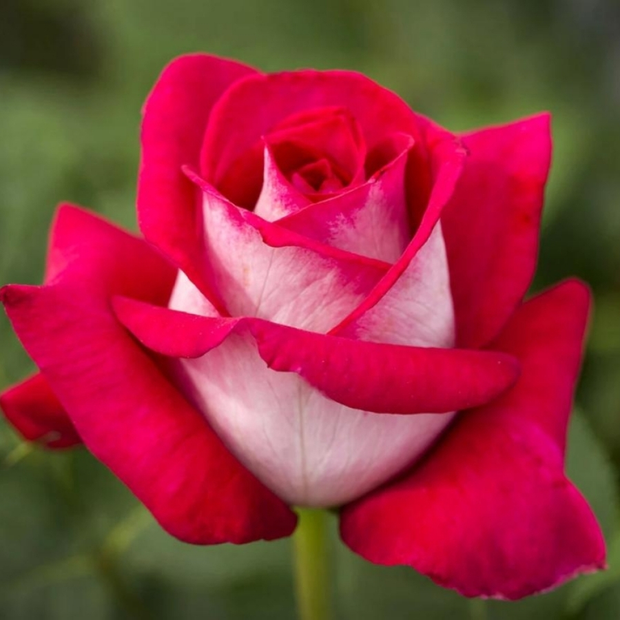 Роза Амазонка Роза Амазонка - Dolina-Sad.Ru