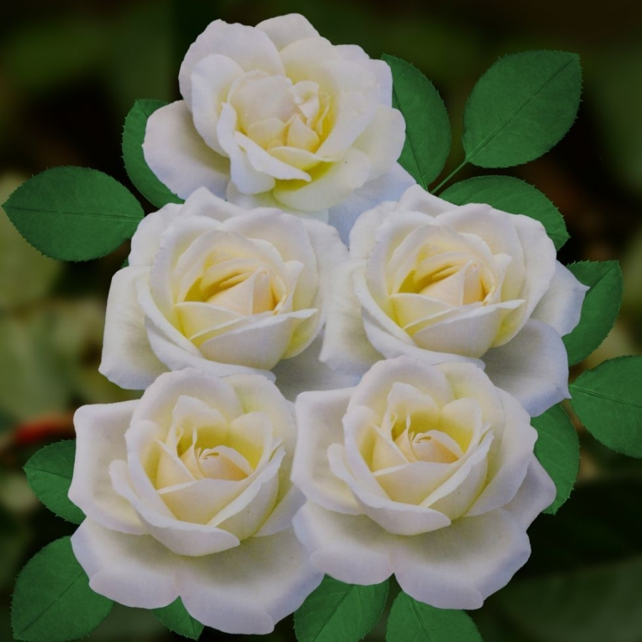 Роза Белый Медведь (аромат) Роза Белый Медведь (аромат) - Dolina-Sad.Ru