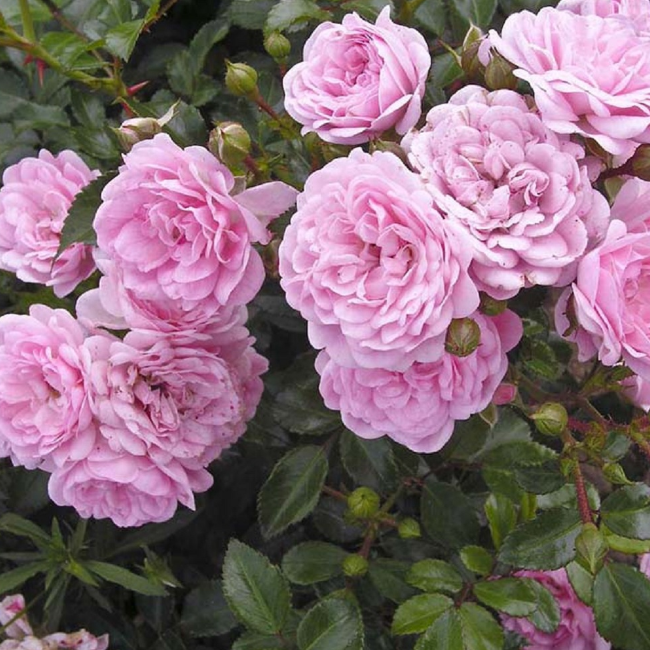 Роза Зе Фейри Роза Зе Фейри фото