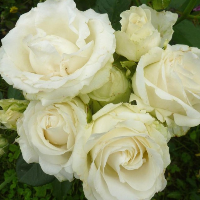 Роза Аваланч Роза Аваланч - Dolina-Sad.Ru