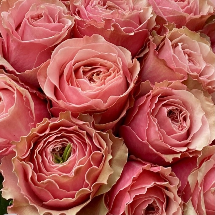 Роза Белиз Роза Белиз - Dolina-Sad.Ru