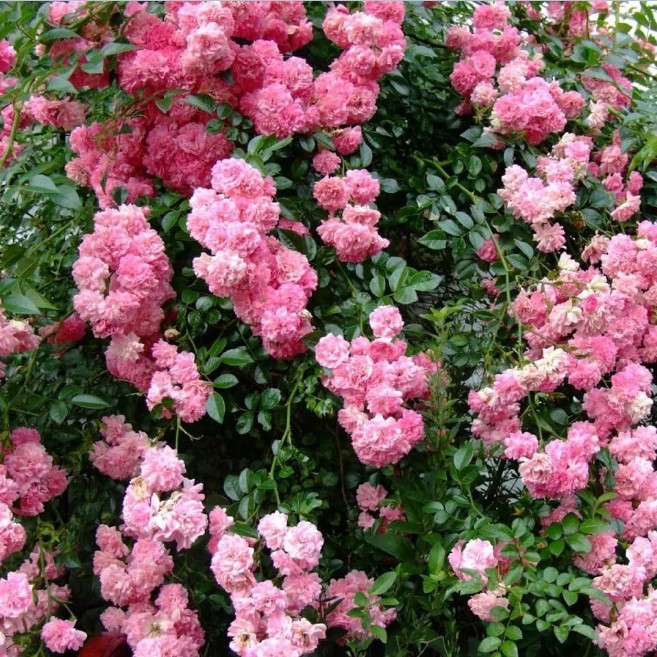 Роза Дороти Перкинс Роза Дороти Перкинс - Dolina-Sad.Ru