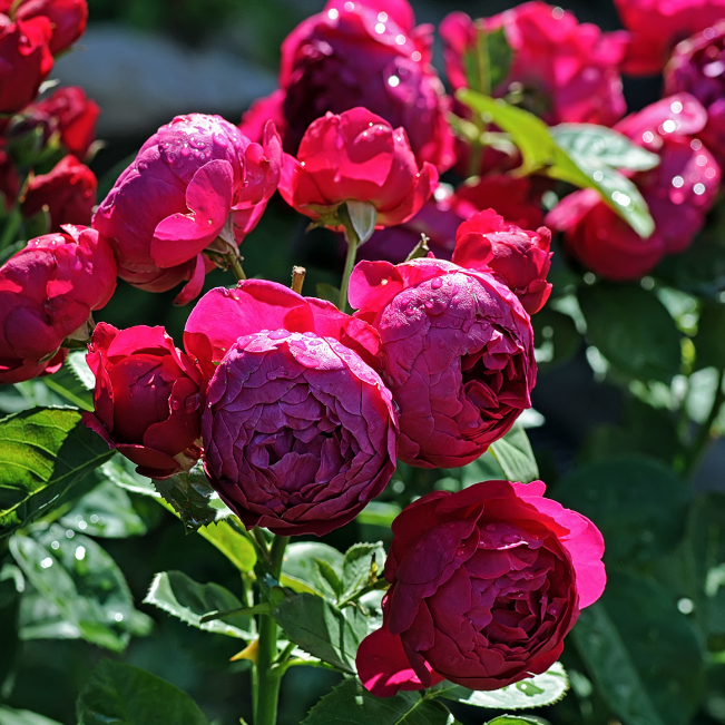 Роза Аскот Роза Аскот фото