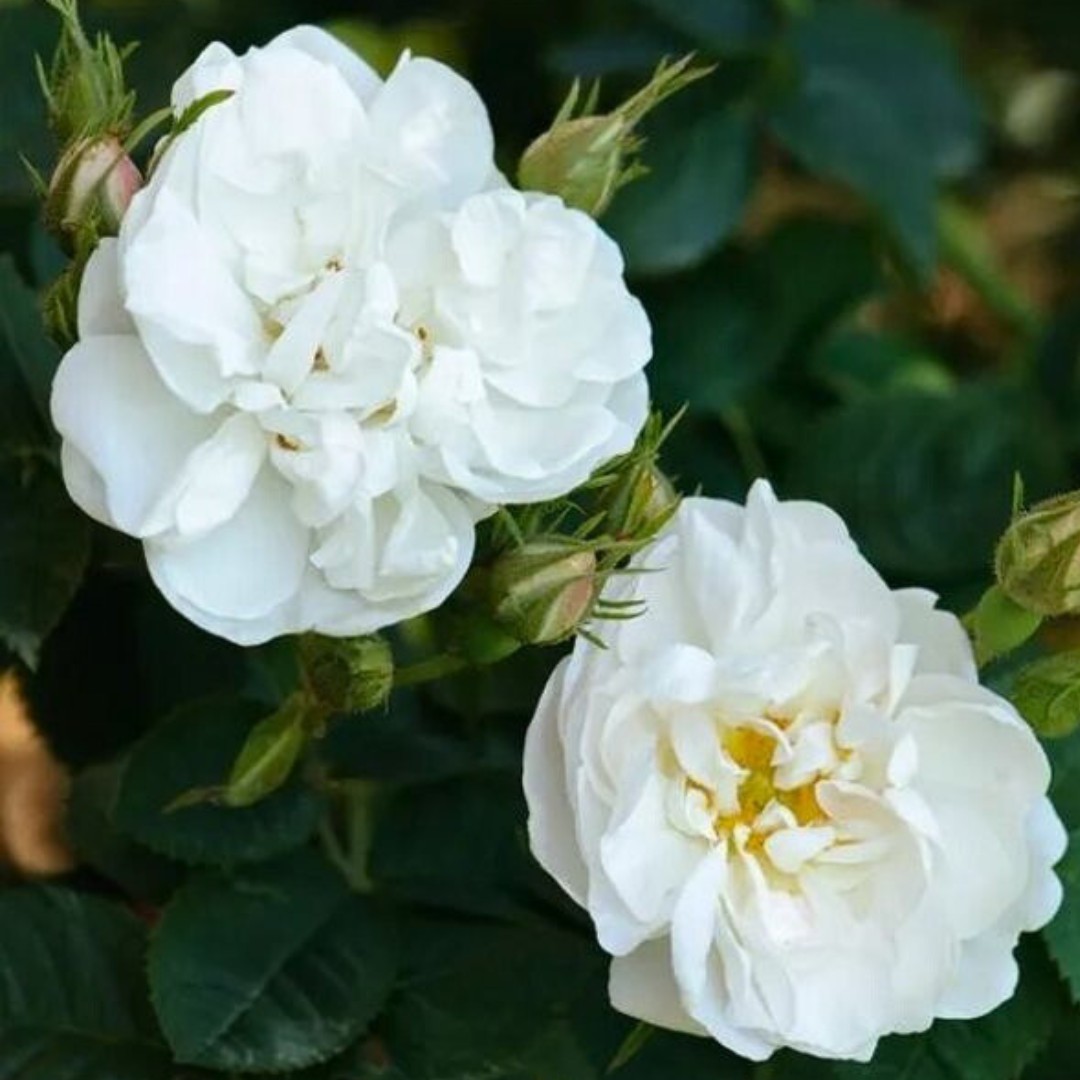 Роза Альба Роза Альба - Dolina-Sad.Ru