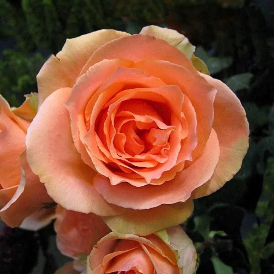 Роза Версилия Роза Версилия - Dolina-Sad.Ru