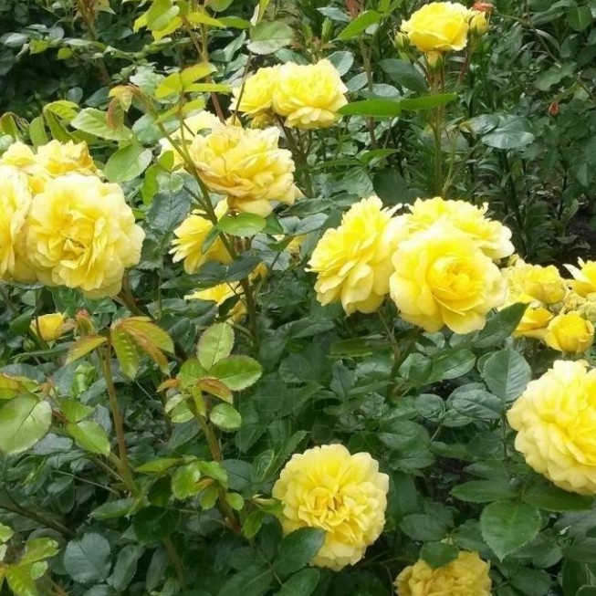 Роза Анни Дюпрей Роза Анни Дюпрей - Dolina-Sad.Ru