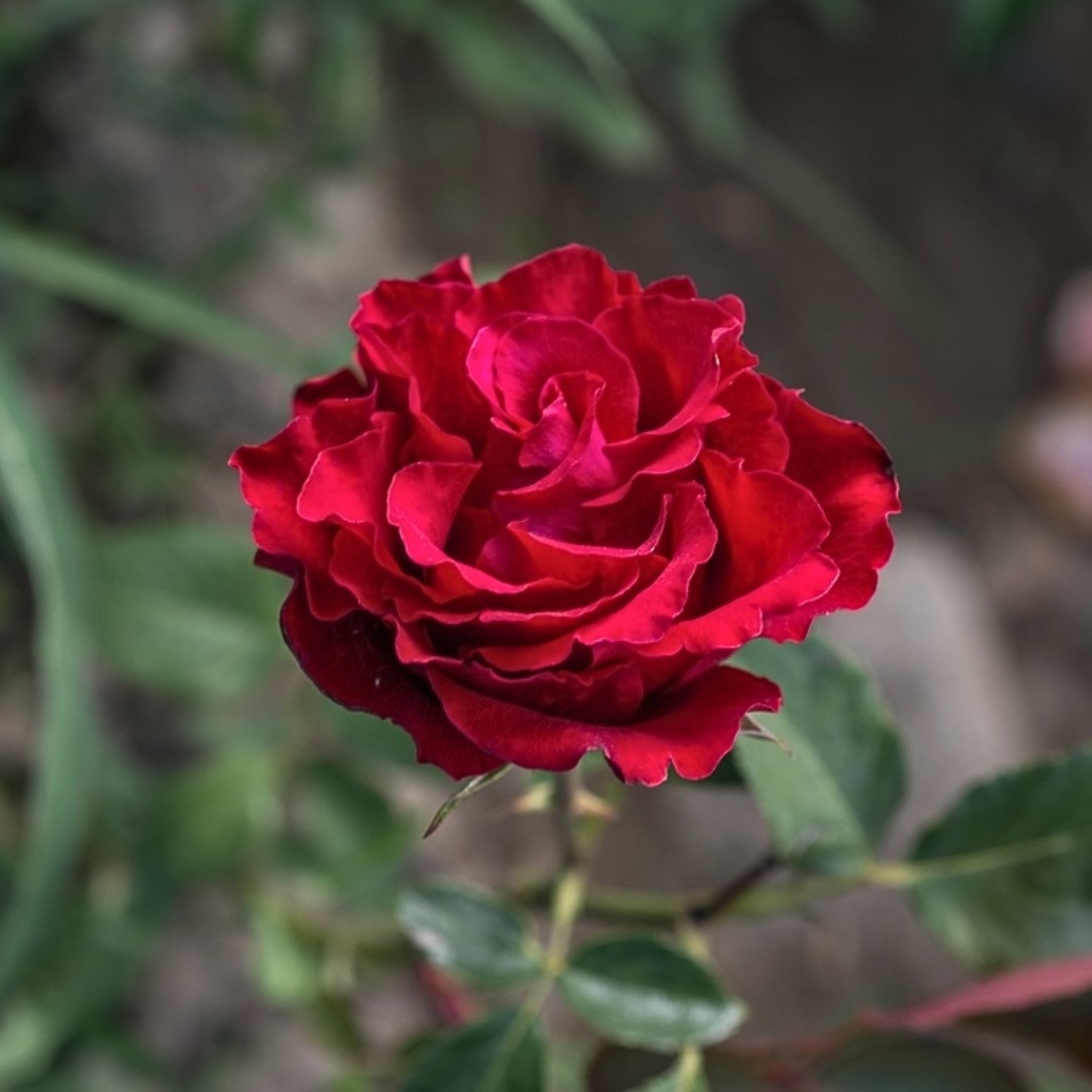 Роза Лаура Роза Лаура - Dolina-Sad.Ru