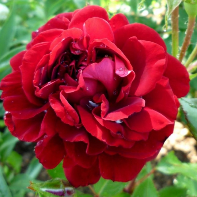 Роза Изабель Ренессанс Роза Изабель Ренессанс - Dolina-Sad.Ru