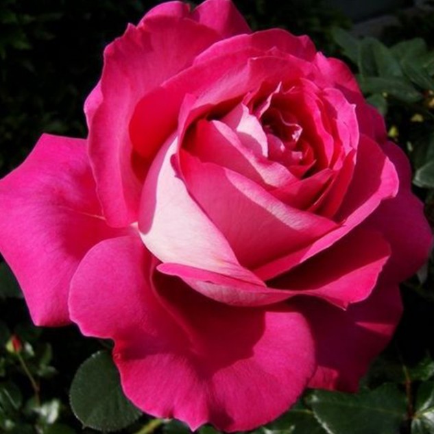 Роза Барон Эдмон де Ротшильд Роза Барон Эдмон де Ротшильд - Dolina-Sad.Ru