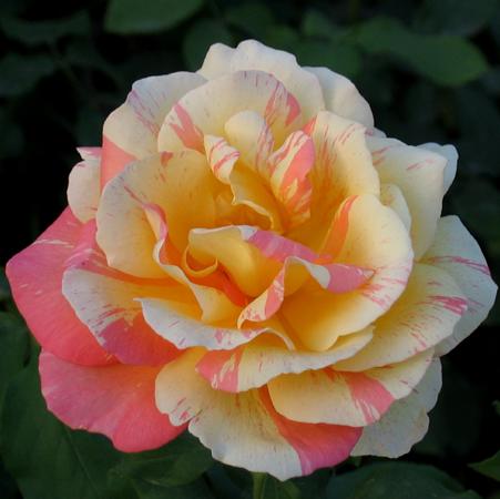 Роза Марвелл Роза Марвелл фото