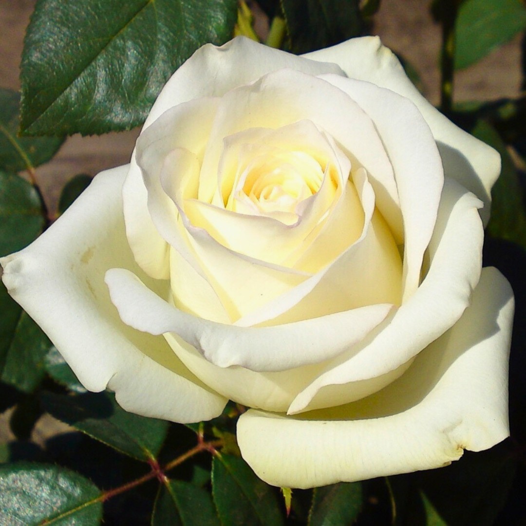 Роза Вирджиния Роза Вирджиния - Dolina-Sad.Ru