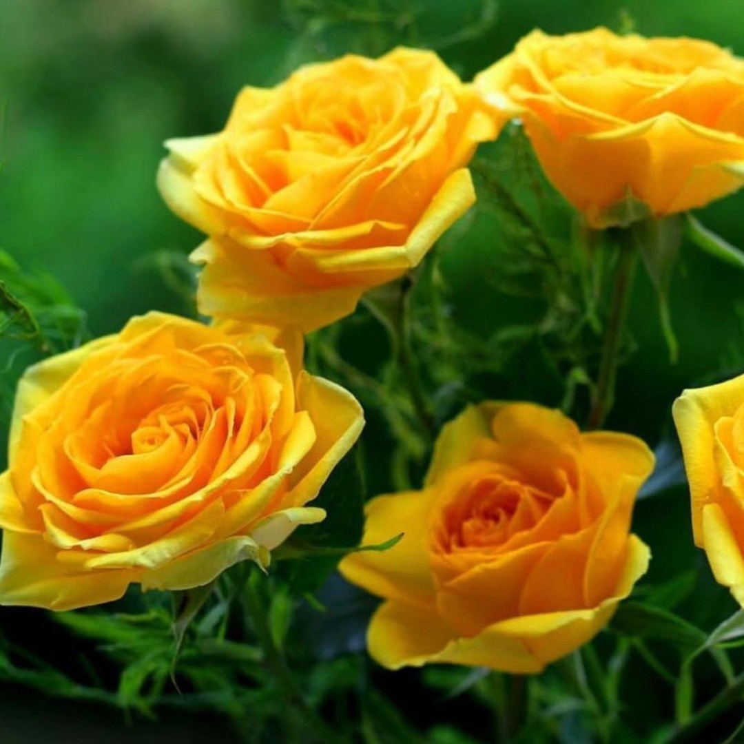 Роза Сфинкс Голд Роза Сфинкс Голд - Dolina-Sad.Ru