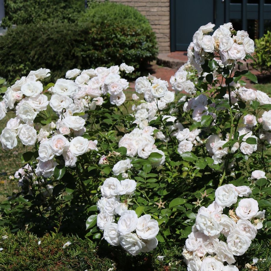 Роза Аспирин Роза Аспирин фото