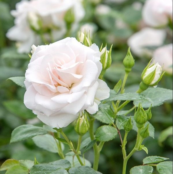 Роза Аспирин Роза Аспирин фото