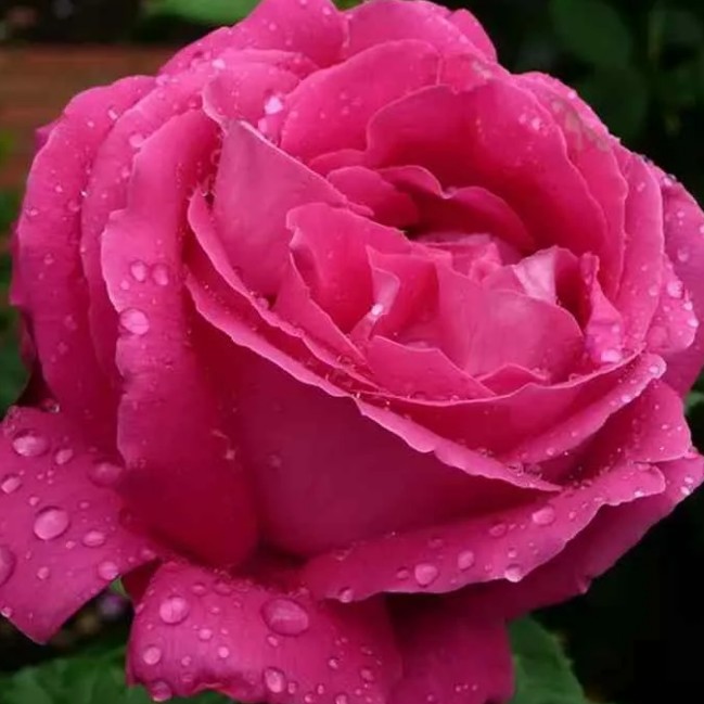 Роза Европа Роза Европа - Dolina-Sad.Ru