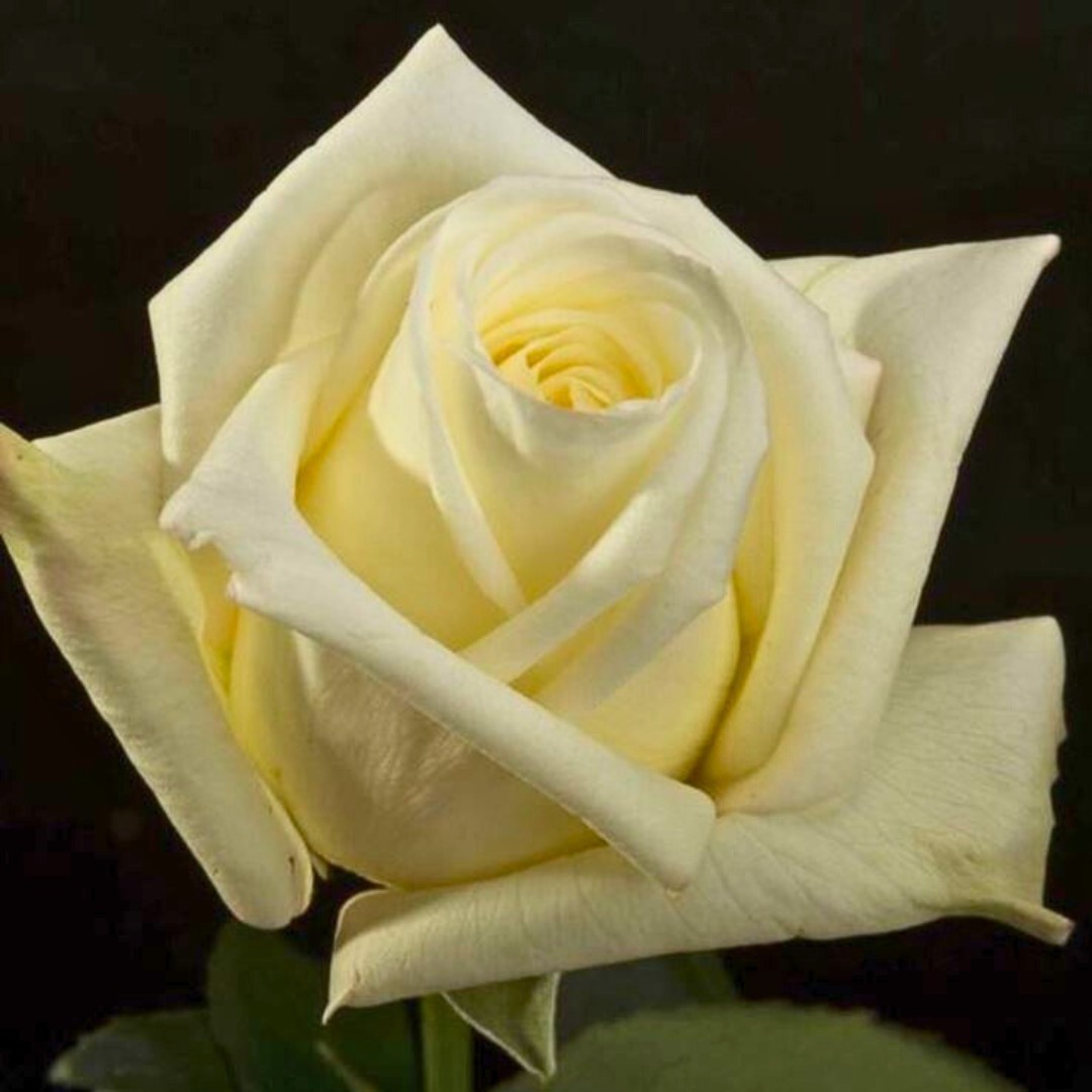 Роза Вирджиния Роза Вирджиния - Dolina-Sad.Ru