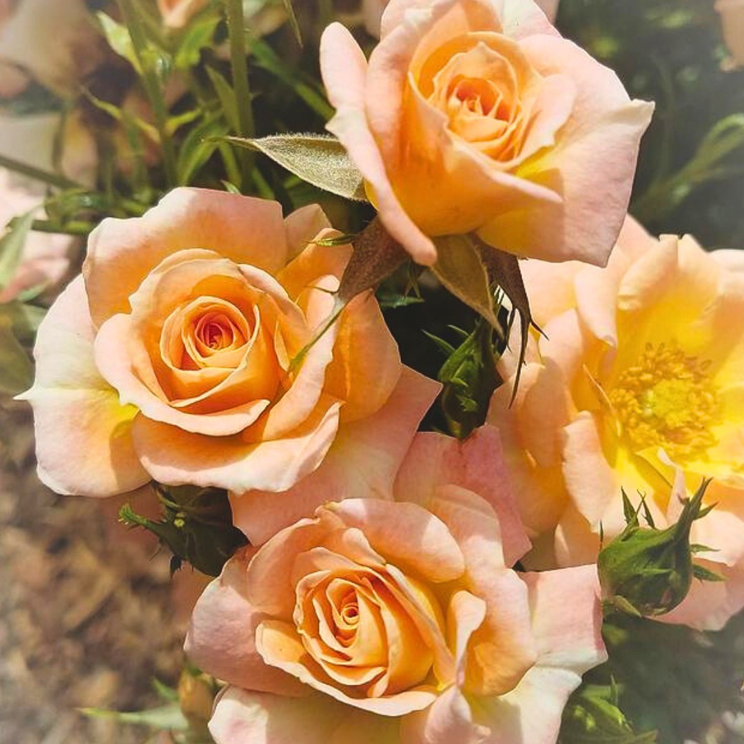 Роза Версилия Роза Версилия - Dolina-Sad.Ru