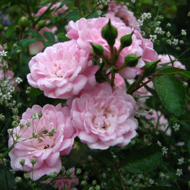 Роза Зе Фейри Роза Зе Фейри фото