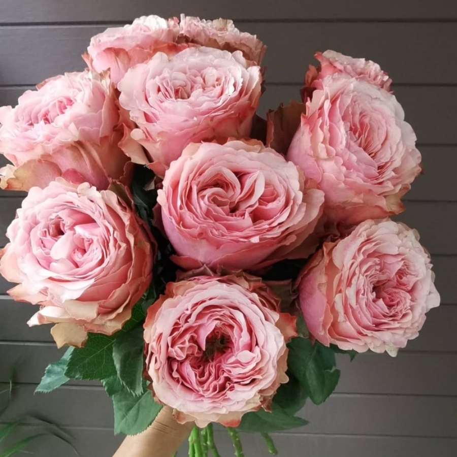 Роза Белиз Роза Белиз - Dolina-Sad.Ru