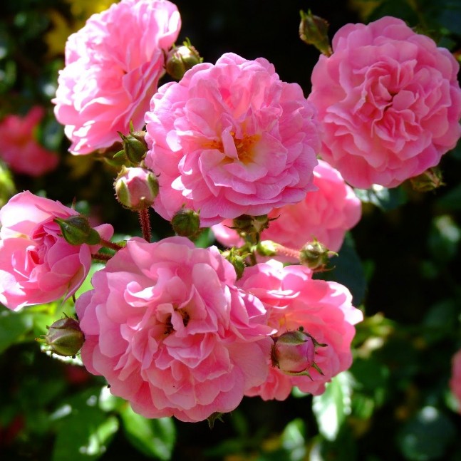 Роза Дороти Перкинс Роза Дороти Перкинс - Dolina-Sad.Ru