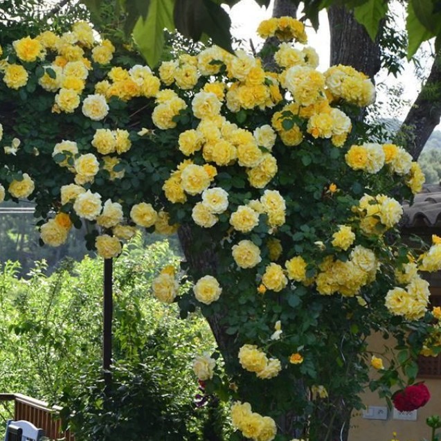 Роза Казино Роза Казино - Dolina-Sad.Ru