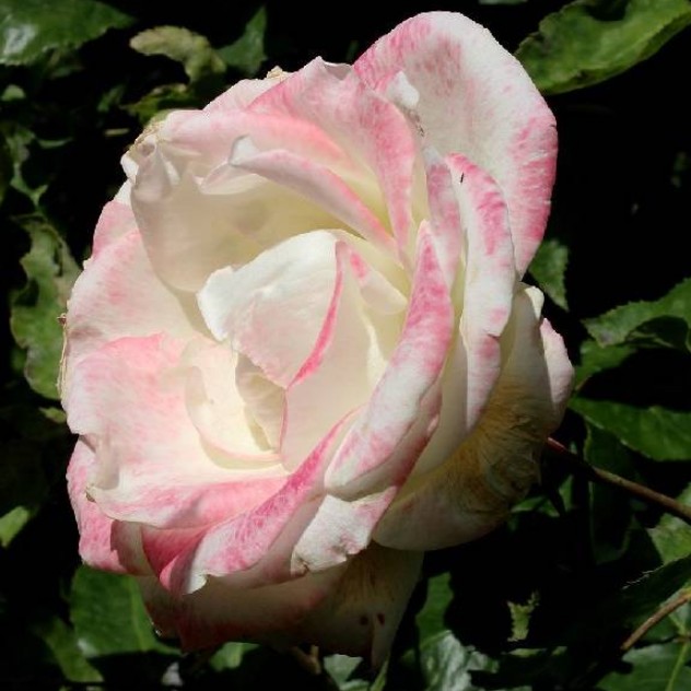 Роза Атена Роза Атена - Dolina-Sad.Ru