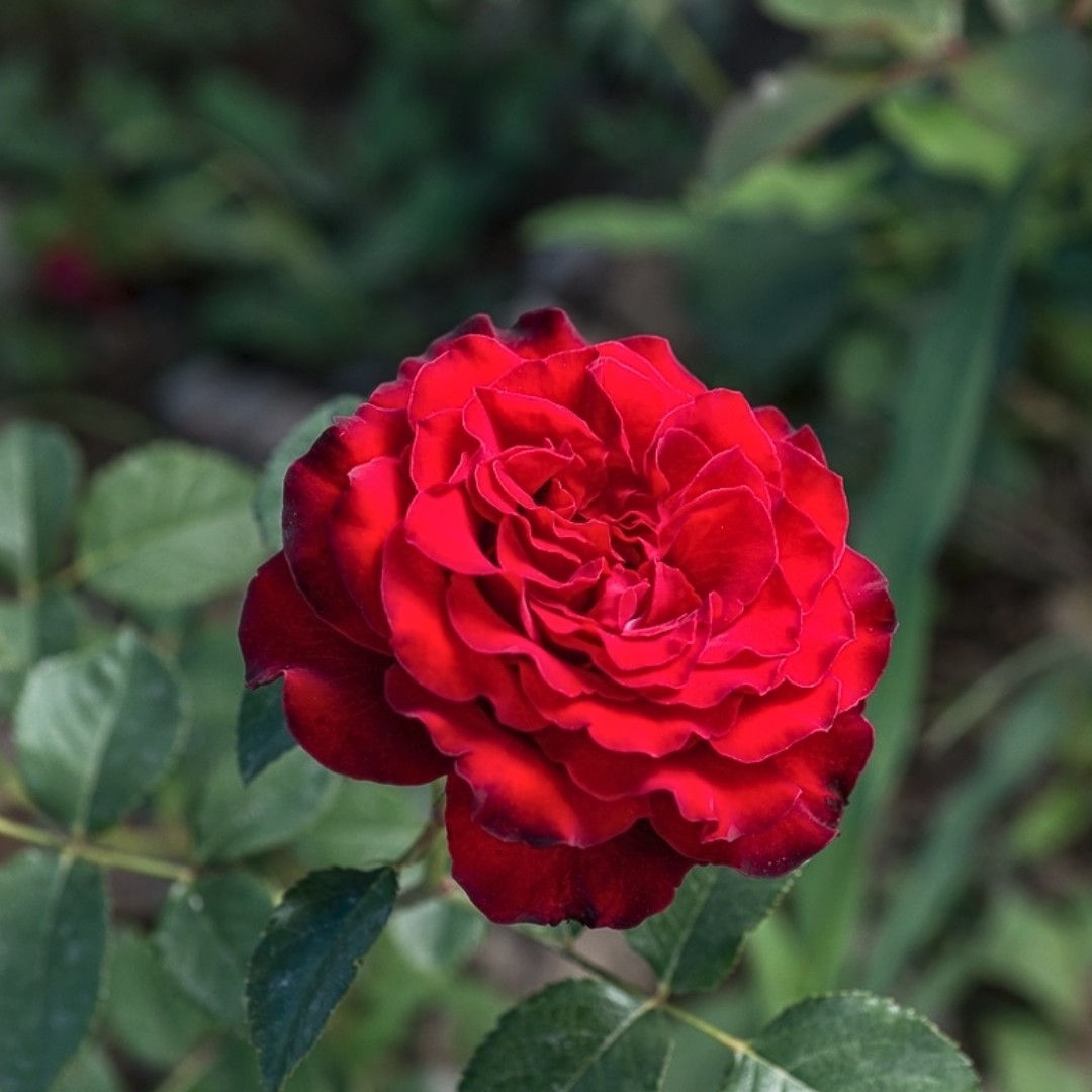 Роза Лаура Роза Лаура - Dolina-Sad.Ru