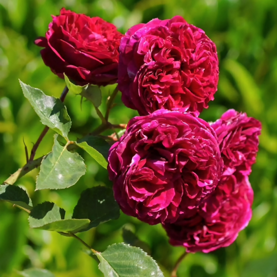 Роза Алфалоп Роза Алфалоп - Dolina-Sad.Ru