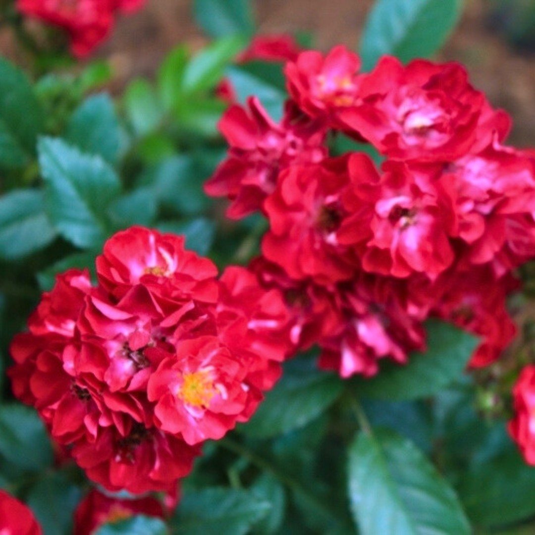 Роза Иониум Роза Иониум - Dolina-Sad.Ru