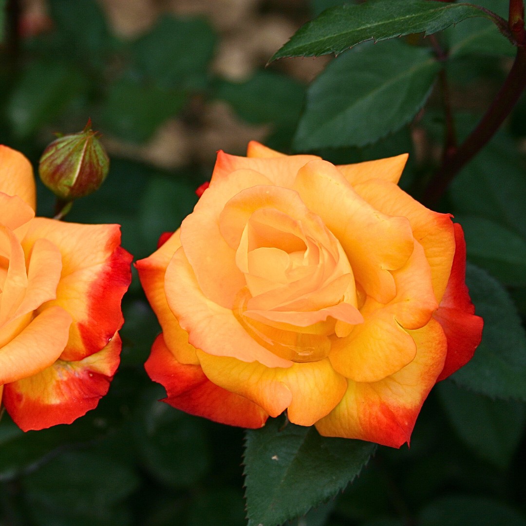 Роза Самба Роза Самба - Dolina-Sad.Ru