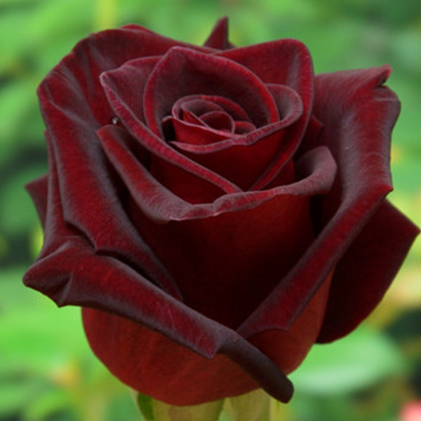 Роза Блэк Бакарра Роза Блэк Бакарра фото